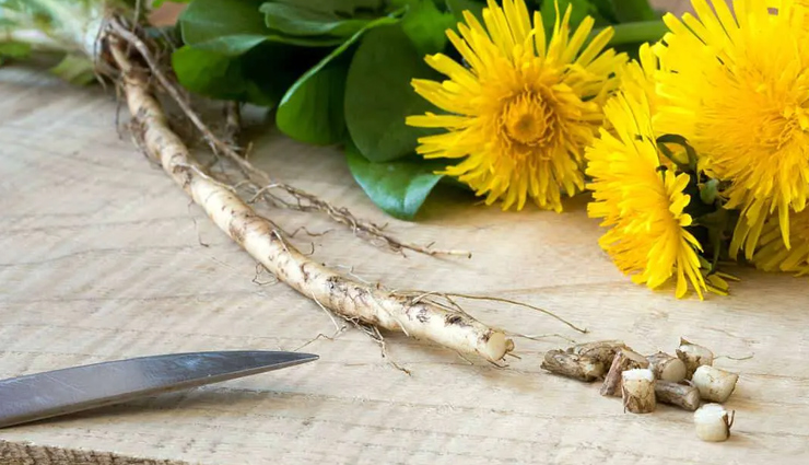 dandelion root is good for health,healthy living,Health tips,dandelion root,why dandelion root is good for your body,dandelion root effects on your body