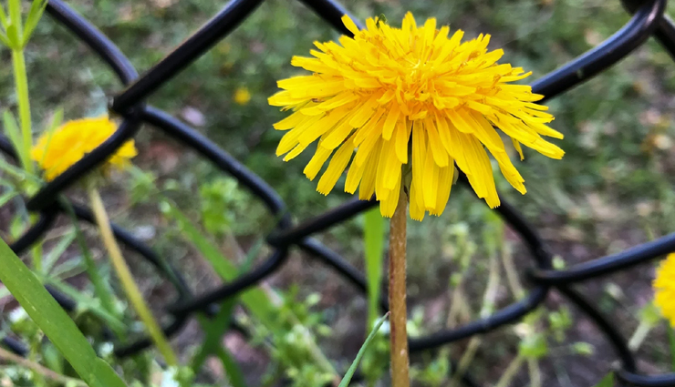 kidney stone,home remedies to get rid of kidney stone,kidney stones,kidney stone pain,kidney stones symptoms,kidney stone treatment,kidney stone surgery,kidney stone pain location,kidney stone symptoms in women,kidney stone pain relief,kidney stone symptoms,kidney stone removal surgery,kidney stone attack,kidney stone and constipation,kidney stone and diarrhea,kidney stone abdominal pain,kidney stone attack symptoms,kidney stone and fever,kidney stone back pain,kidney stone blood in urine,hepatitis b and kidney stones,kidney stone constipation,kidney stone composition