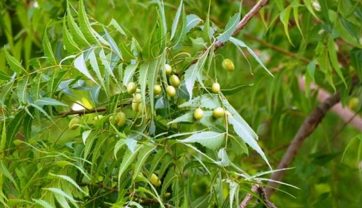 baking soda,aspirin,yoghurt,fullers earth,Lemon,apple cider vinegar,aloe vera,tea tree oil,organic coconut oil,neem,effective home remedies to treat dandruff,dandruff tips,home remedies,Health tips,fitness tips