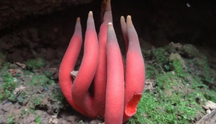 खाना तो दूर इस मशरूम को छूना मतलब मौत को दावत देना, हो सकती है गंभीर बीमारियां mysterious deadly fungus,australia,deadly mushrooms,dangerous mushroom,queensland,podostroma cornu-damae,mushroom,weird news in hindi