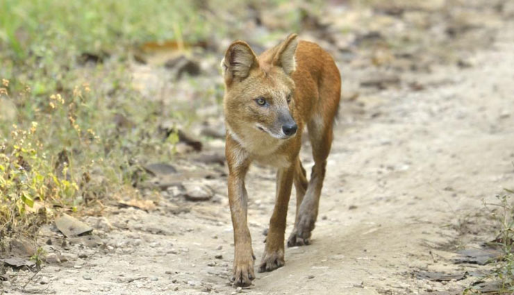 dangerous animals,dangerous animals found in western ghats,india,bengal tiger,king cobra,malabar pit viper,giant forest scorpion,indian leopard