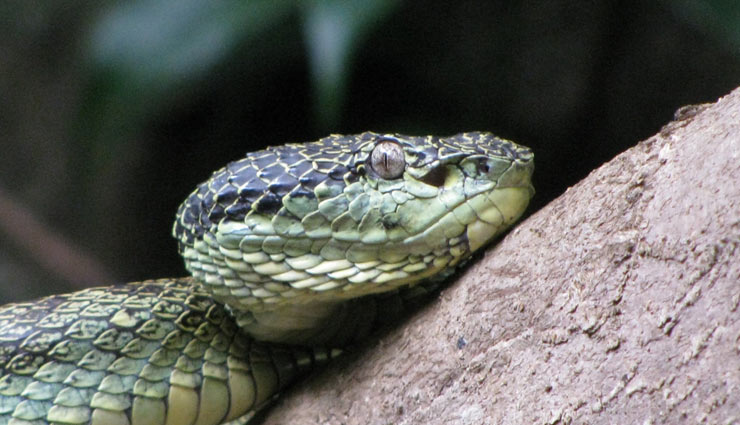 5 Most Dangerous Animals Found in The Western Ghats of India