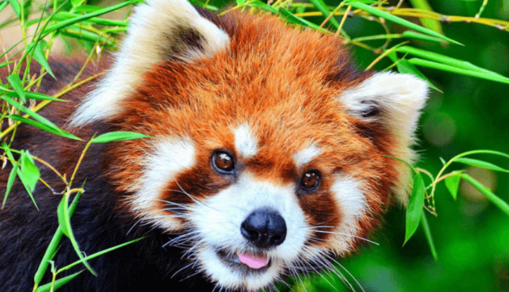 dangerous animals,dangerous animals found in western ghats,india,bengal tiger,king cobra,malabar pit viper,giant forest scorpion,indian leopard