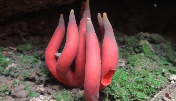 इस खतरनाक मशरूम को छूने मात्र से हो सकते हैं बीमार