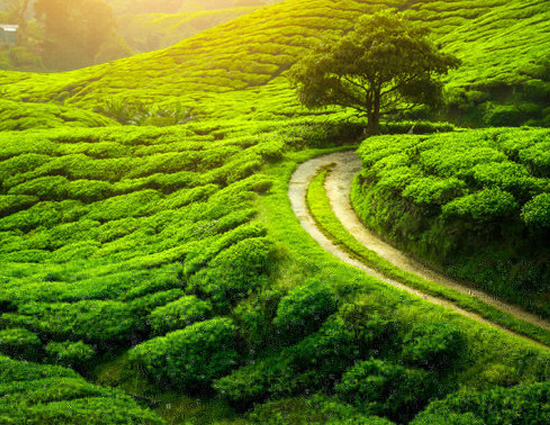 चाय के बगानो से घिरा दार्जलिंग अब बन रहा है नक्सलियों का निशाना 