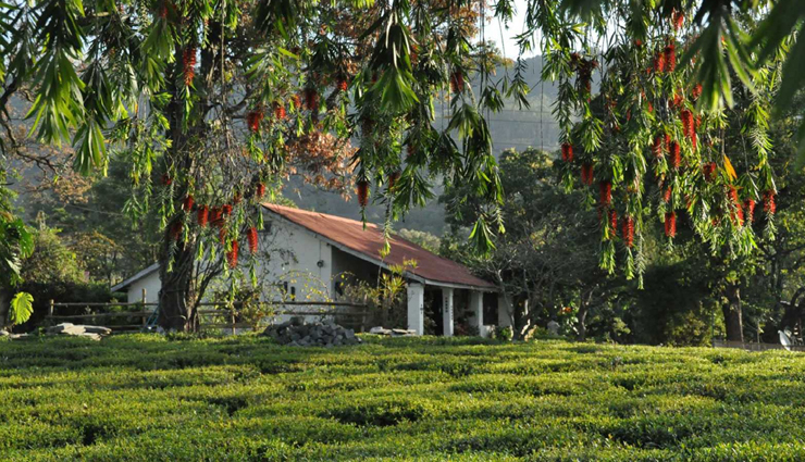 tea gardens of india,tea gardens,india tea gardens,darjeeling,assam,munnar,nilgiri tea plantations,tamil nadu,darang tea estate,himachal pradesh,kelagur tea estate,karnataka,travel,travel guide,travel tips,holidays