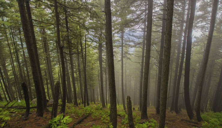 picnic spots to enjoy in odisha during winters,travel,tourism,holidays