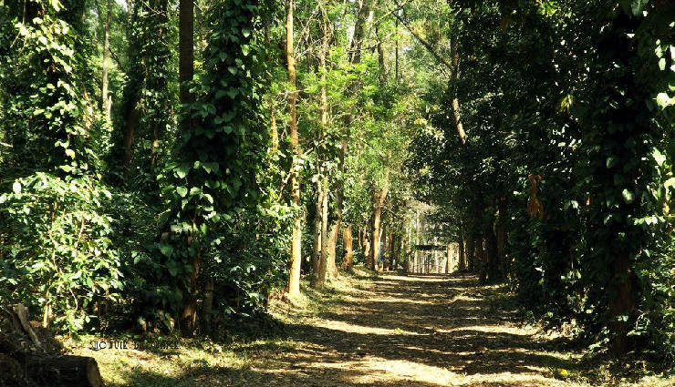 western ghats hill stations,breathtaking hill getaways,scenic beauty of western ghats,must-visit western ghats destinations,charming hill retreats in the ghats,western ghats travel experiences,picturesque mountain escapes,best views in western ghats,unexplored hill stations ghats,western ghats hillside beauty