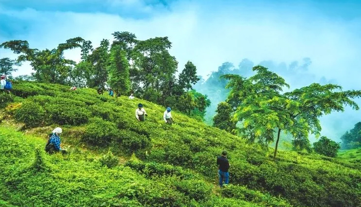 darjeeling tea gardens,darjeeling tourism,places to visit in darjeeling,glenburn tea estate,makaibari tea estate,happy valley tea estate,chamong tea estate,goomtee tea resort,darjeeling tea tourism,darjeeling tea plantation tours,best tea gardens in darjeeling,darjeeling tea experiences,darjeeling tea heritage,darjeeling tea culture,tea estates in darjeeling