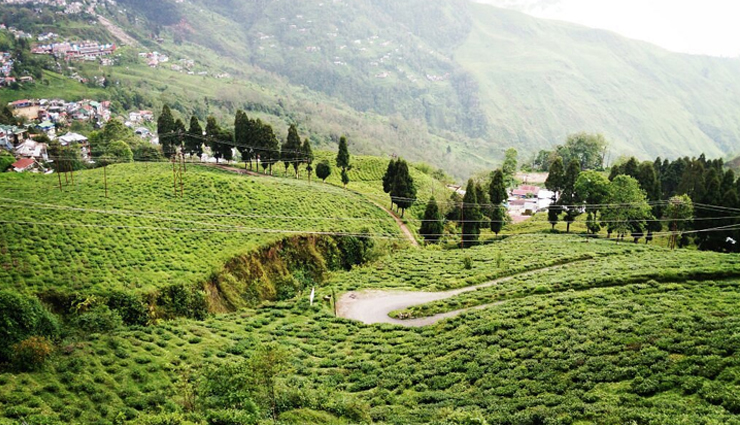 darjeeling tea gardens,darjeeling tourism,places to visit in darjeeling,glenburn tea estate,makaibari tea estate,happy valley tea estate,chamong tea estate,goomtee tea resort,darjeeling tea tourism,darjeeling tea plantation tours,best tea gardens in darjeeling,darjeeling tea experiences,darjeeling tea heritage,darjeeling tea culture,tea estates in darjeeling