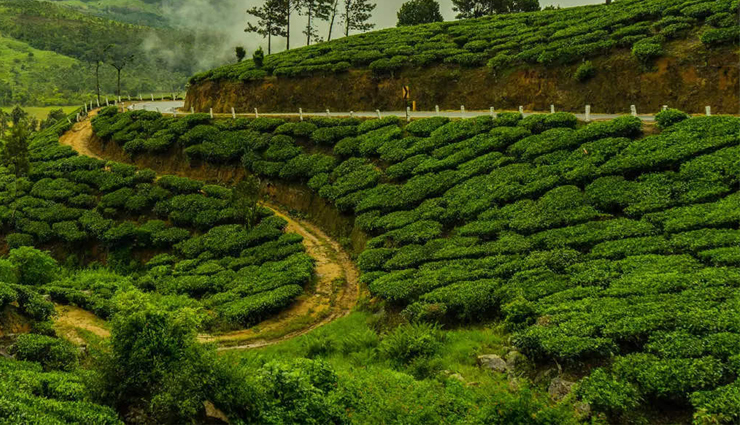 spring hill stations india,kashmir spring blooms,munnar spring weather,shillong rhododendrons spring,coorg coffee blossoms spring,ooty botanical gardens spring,darjeeling himalayan spring,india spring travel destinations,best hill stations in spring,springtime beauty in indian hill stations