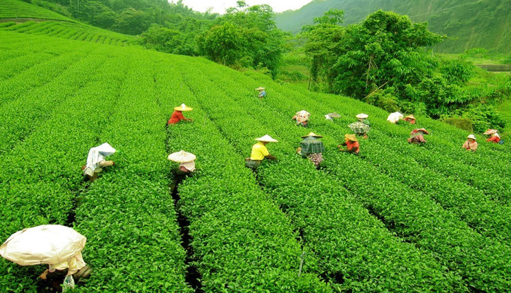 Most Famous Tea Gardens To Visit in India - lifeberrys.com