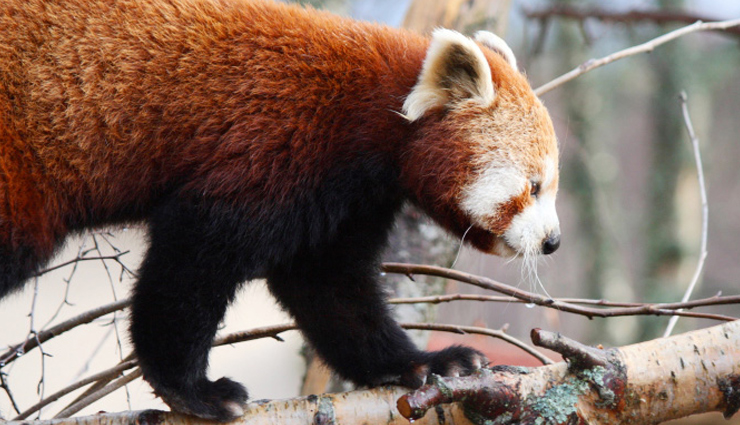 largest zoos of india,holidays,travel,tourism