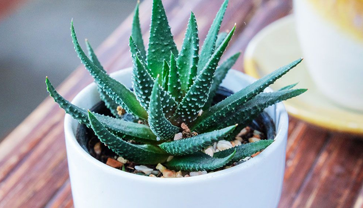 dark neck,home remedies for dark neck,skin care tips,beauty tips