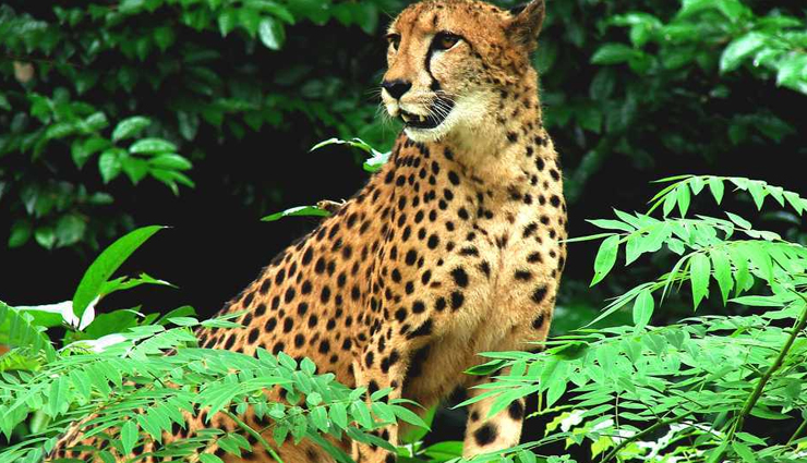 tourist places in kota,best places to visit in kota,must-visit attractions in kota,top tourist spots in kota,historical sites in kota,cultural heritage of kota,exploring kota beauty,popular destinations in kota,sightseeing in kota,things to do in kota,kota travel guide