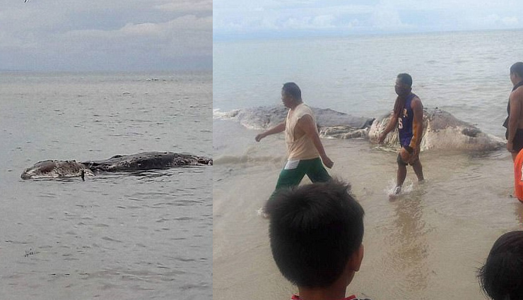 mysterious dead beast found on island,philippines,news