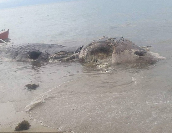 Mysterious Dead Beast Found on Island