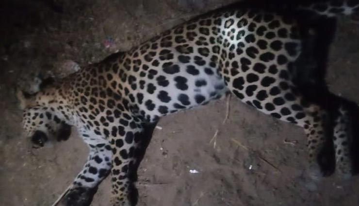 जयपुर : तेंदुआ बना हादसे का शिकार, जयपुर-दिल्ली हाइवे पर मिला शव