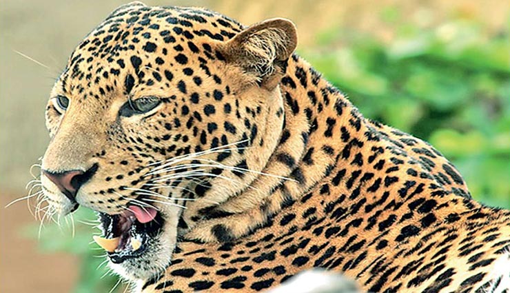 जयपुर : अज्ञात वाहन की टक्कर का शिकार हुआ पैंथर, पोस्टमार्टम कर जलाया गया शव