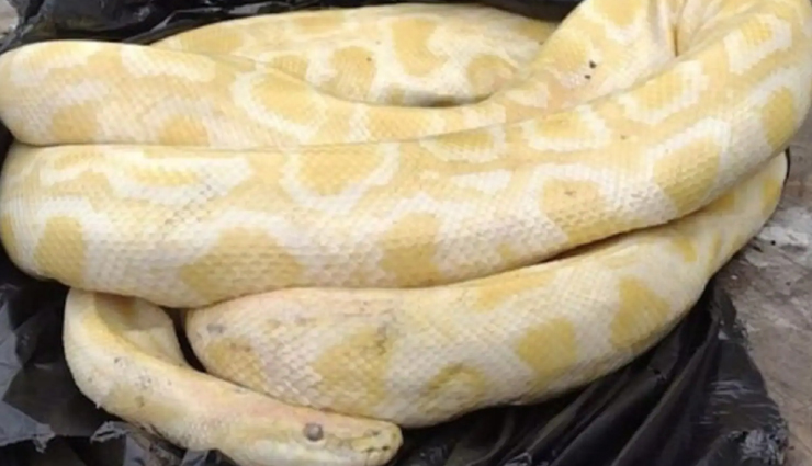 weird news,weird incident,python in dustbin