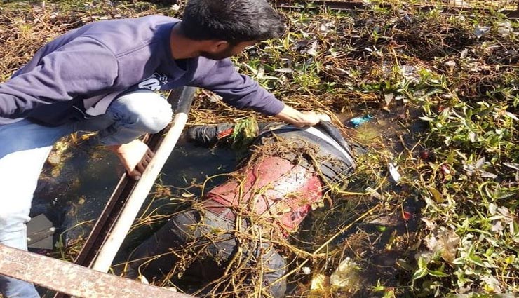 कोटा : 7 दिन बाद मिला गोताखोरों को युवक का शव, दोस्त की पत्नी को बचाने कूदा था नहर में 