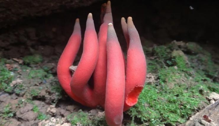 weird news,weird fungus,most deadliest fungus,australia fungus