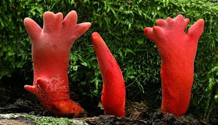 अनोखा मशरूम जिसे छूने मात्र से आप पड़ सकते हैं बीमार, खाना तो दूर की बात 
