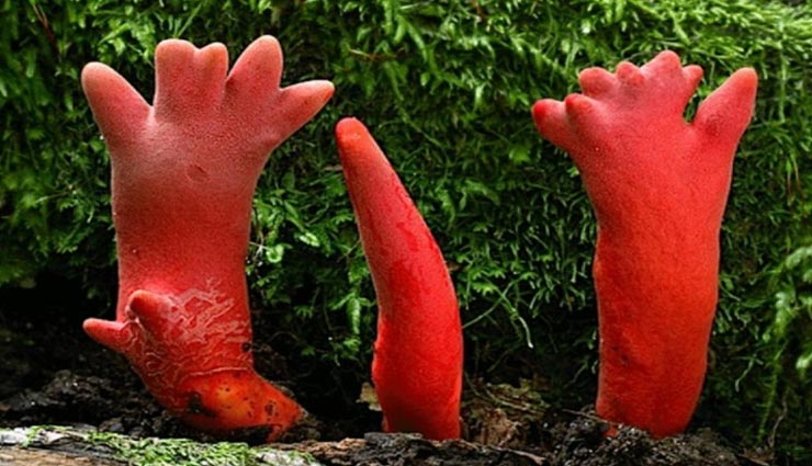 weird news,weird mushroom,deadly mushroom,australia news