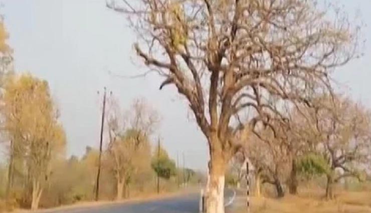 लोगों के रक्त से अपनी प्यास बुझाने में लगा है झारखंड का यह खूनी पेड़