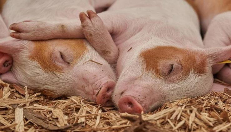 weird news,weird incident,south korea,river became red with blood,swine fever