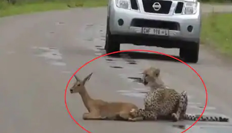 चीते के पंजों में फंसा हिरण, कमजोर दिल वालें इस वीडियो को न देखें