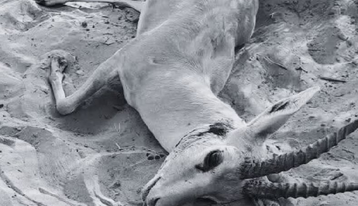 बीकानेर: चिंकारा हिरण के शिकार से मचा हड़कंप, पुलिस और शिकारियों के बीच मुठभेड़, 6 आरोपी गिरफ्तार