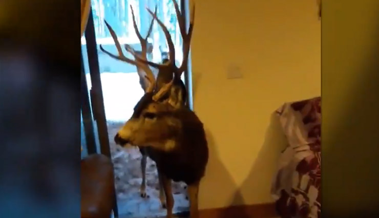 3 हिरणों को ब्रेड-फ्रूट खिलाना भारी पड़ा इस महिला को, लगा 39 हजार रुपए का जुर्माना, #VIDEO