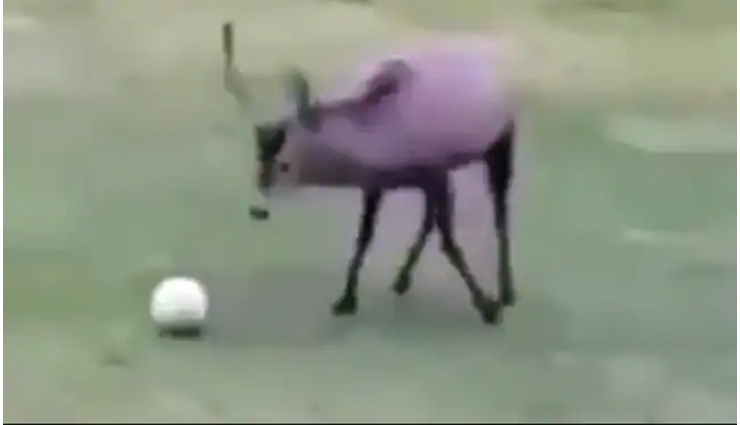 गजब अंदाज में हिरण ने खेली फुटबॉल, गोल करने के बाद कुछ ऐसे मनाया जश्न, वीडियो वायरल 