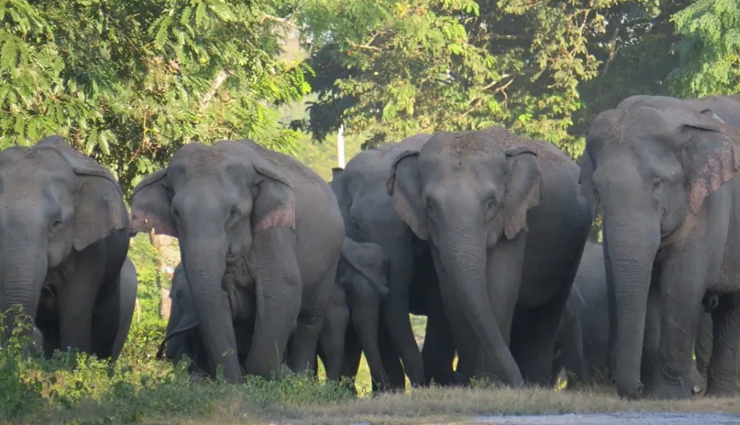 वन्यजीव प्रेमियों को आकर्षित करता है असम, जरूर करें यहां के इन राष्ट्रीय उद्यानों की सैर national park in assam,assam national parks,wildlife sanctuaries in assam,assam biodiversity and conservation,eco-tourism in assam,assam wildlife reserves,assam forests and conservation areas,explore assam national parks,assam rich biodiversity and wildlife,best national parks to visit in assam