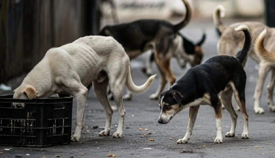 दिल्ली में आवारा कुत्तों की गिनती का जिम्मा शिक्षकों पर, शिक्षक संगठनों ने जताई नाराजगी