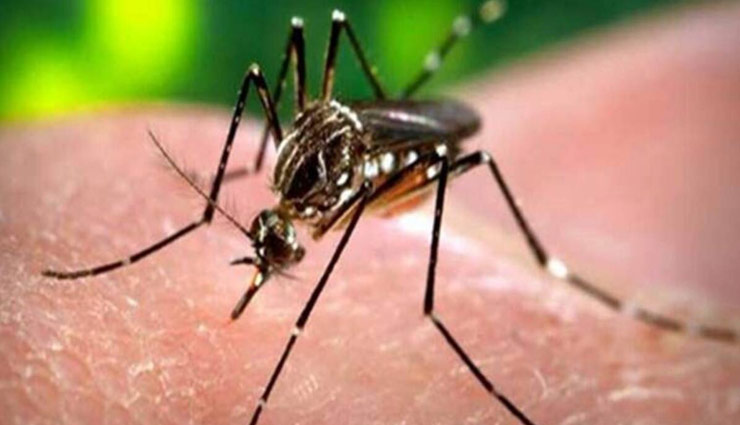 पंजाब में डेंगू का प्रकोप जारी, 60 लोगों की मौत; 18 हजार से ज्यादा मरीज 