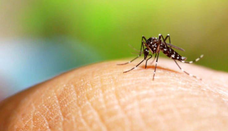 खतरनाक डेंगू बनती जा रही है महामारी, इन तरीकों से करें अपना बचाव 