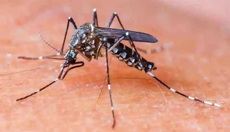 डेंगू से आती है शरीर में प्लेटलेट्स की कमी, स्वस्थ रहने के लिए अपने आहार में शामिल करे ये 5 चीजें