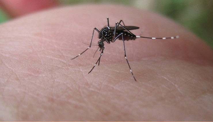 dengue,dengue in hindi,platelet,blood platelet,dengue treatment,dengue treatment in hindi,Health,health tips in hindi