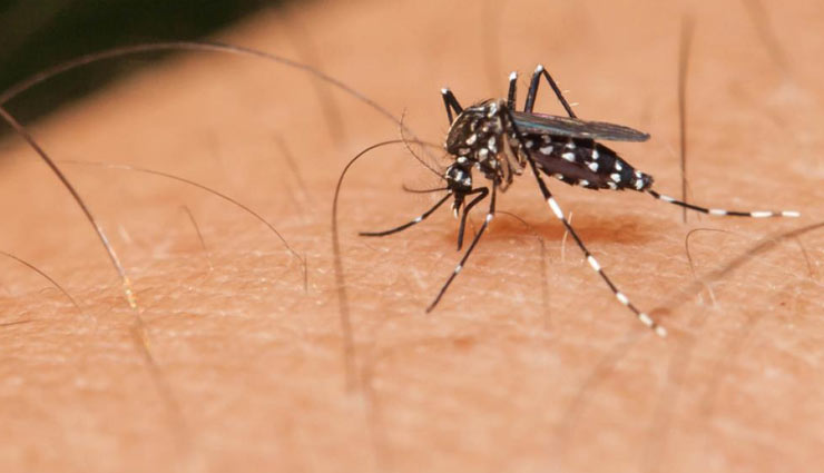 What is Dengue And What are its Symptoms?