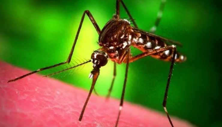 National Dengue Day 2020 : जानलेवा हो सकता हैं डेंगू, जानें लक्षण, बचाव और उपाय Health tips,health tips in hindi,dengue fever,national dengue day 2020