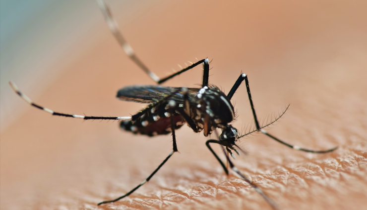 giloy,giloy health,giloy health tips,boosting immunity,health benefits,health crisis,giloy health benefits