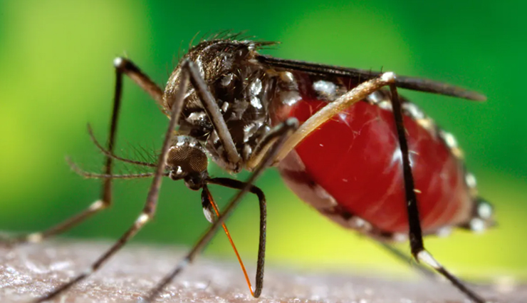 papaya,papaya health benefits,healthy food papaya,papaya leaf health benefits,papitein ke patte,papaya leaf healthy food,Health,Health tips