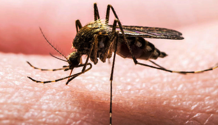 डेंगू से डरने की कोई ज़रुरत नहीं, बस बचाव के लिए अपनाएं ये 13 घरेलू उपाय