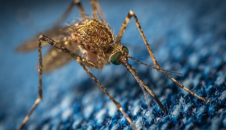 हरियाणा में तेजी से फैल रहा डेंगू का प्रकोप, 5377 पहुंच गई कुल मरीजों की संख्या