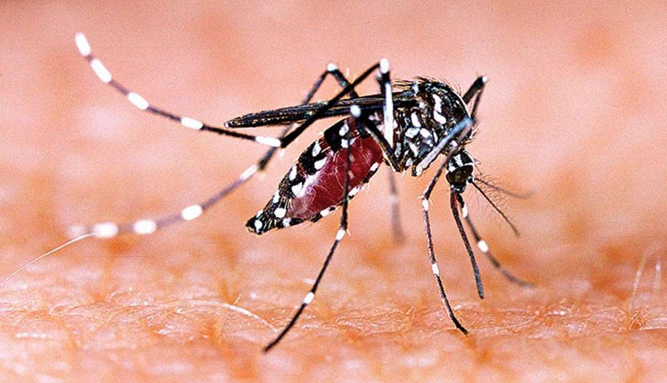 जम्मू-कश्मीर में डेंगू के 1100 से ज्यादा मरीज, 4 की मौत; दिल्ली में पिछले हफ्ते सामने आए 1,171 मामले 