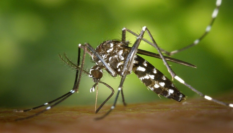 हरियाणा के लिए कहर बनकर आया डेंगू, टूटा सात साल का रिकॉर्ड, सात जिले बने हॉटस्पॉट