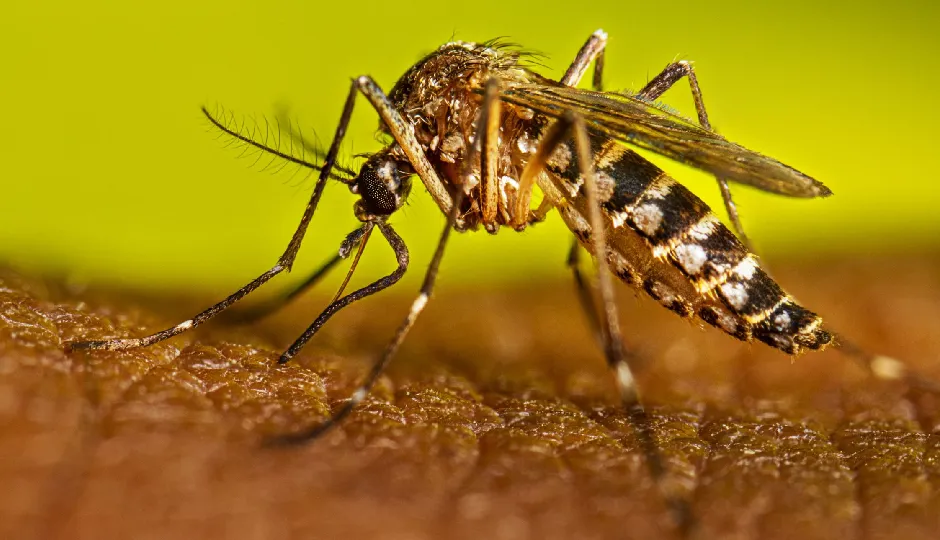 जम्मू-कश्मीर में बढ़ता जा रहा है डेंगू का प्रकोप, सर्दियों में भी 86 नए मामले दर्ज