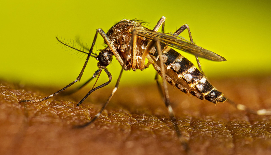 7 Herbs That Help To Increase Platelets During Dengue